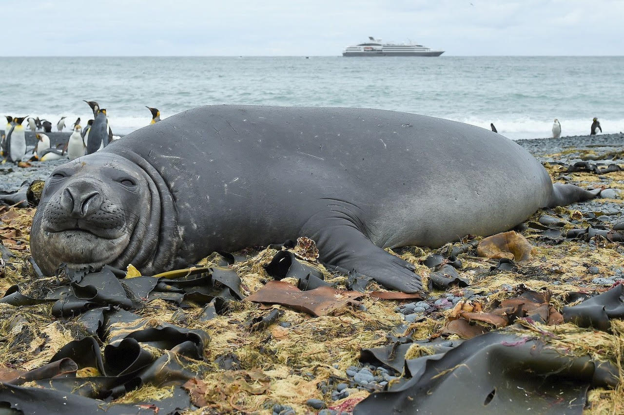 Seal in New Zealand