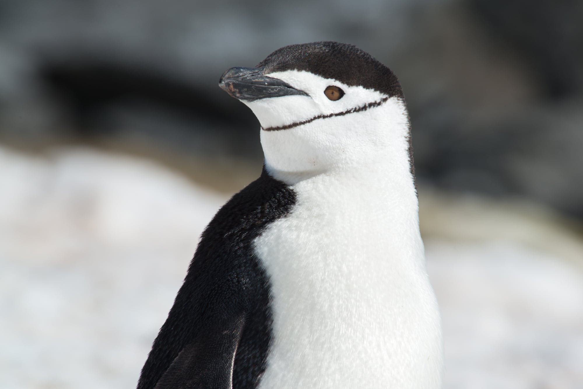 Chinstrap penguin Half moon Island Antarctica HGR 13924 Photo Esther Kokmeijer