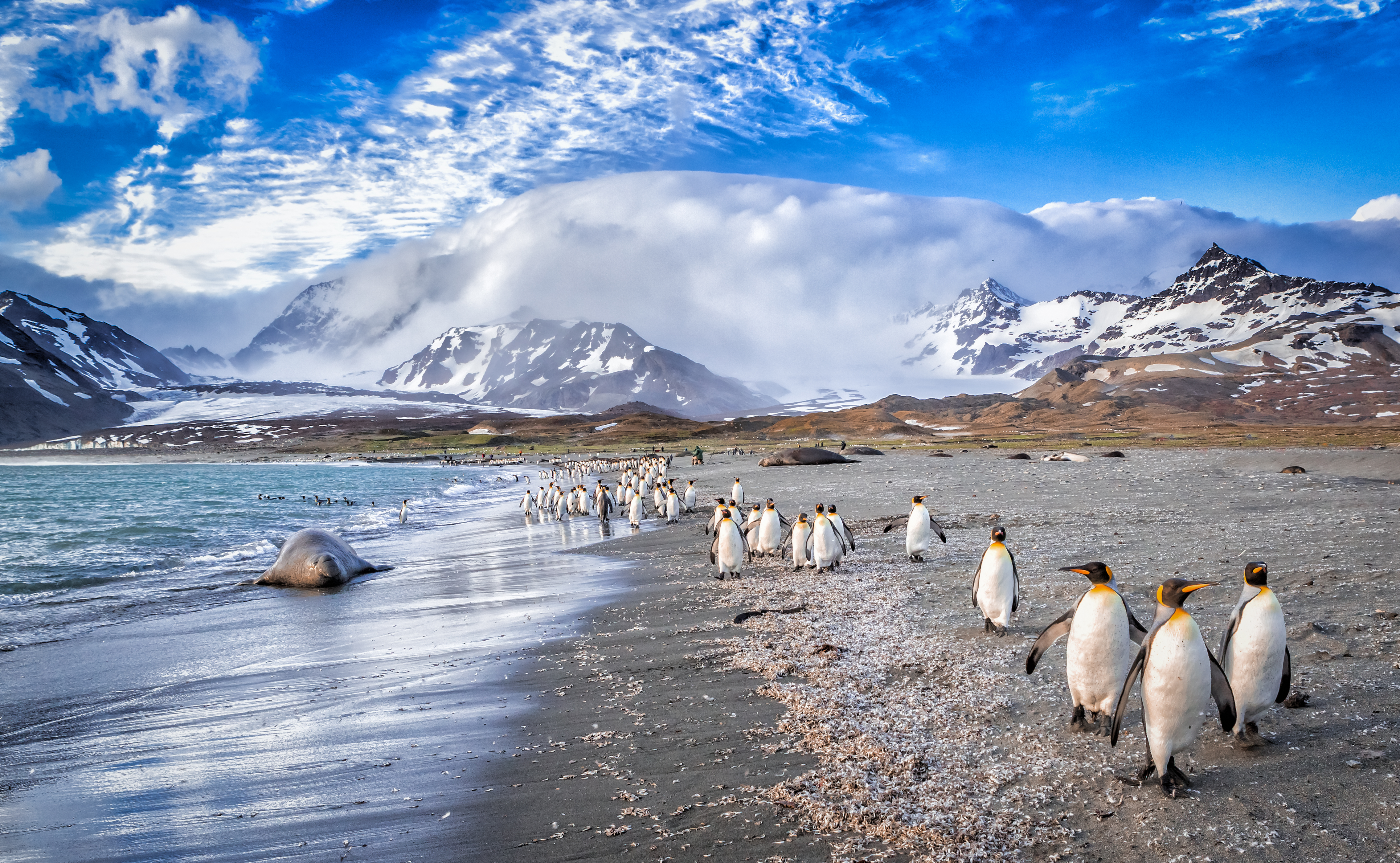 Kongepingviner South Georgia Antarktis HGR 139084 Foto Shutterstock