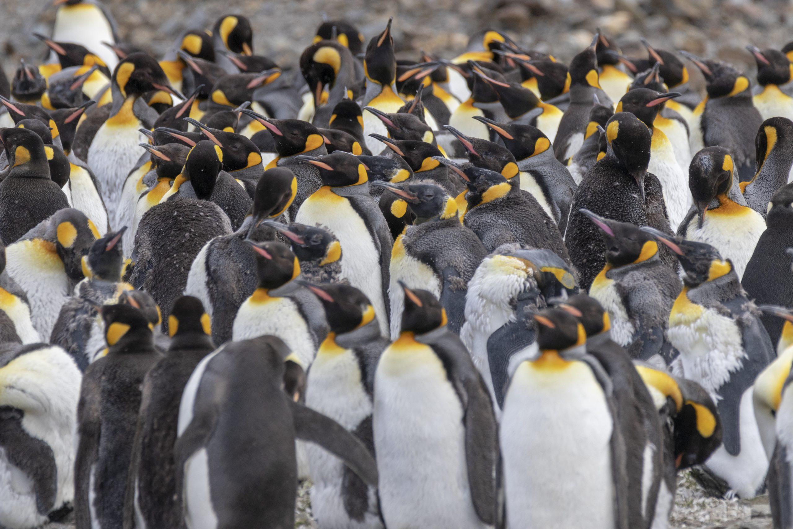 Penguins Fortuna Bay South Georgia HGR 134183 Photo Genna Roland scaled