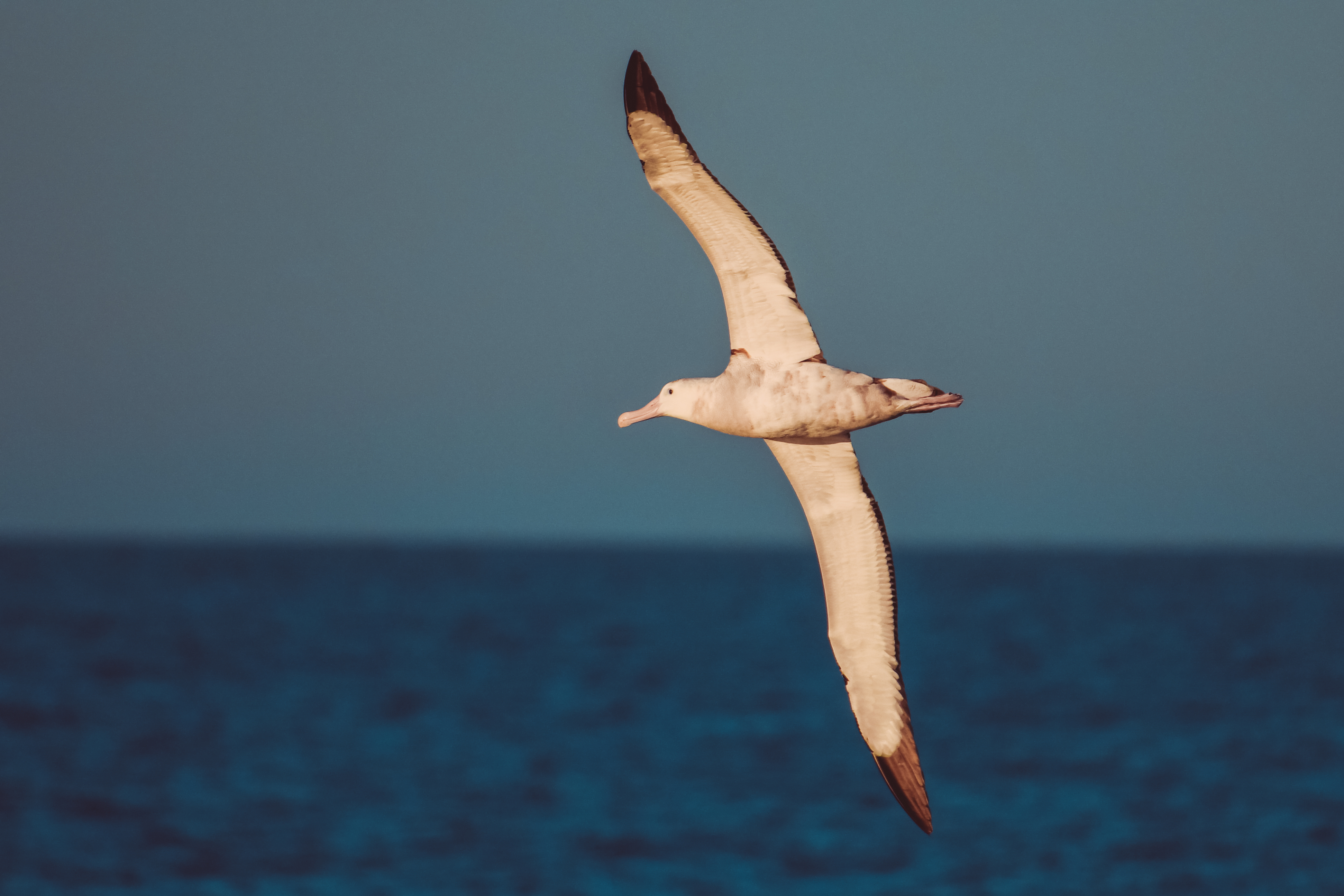 January 11 Wandering albatross