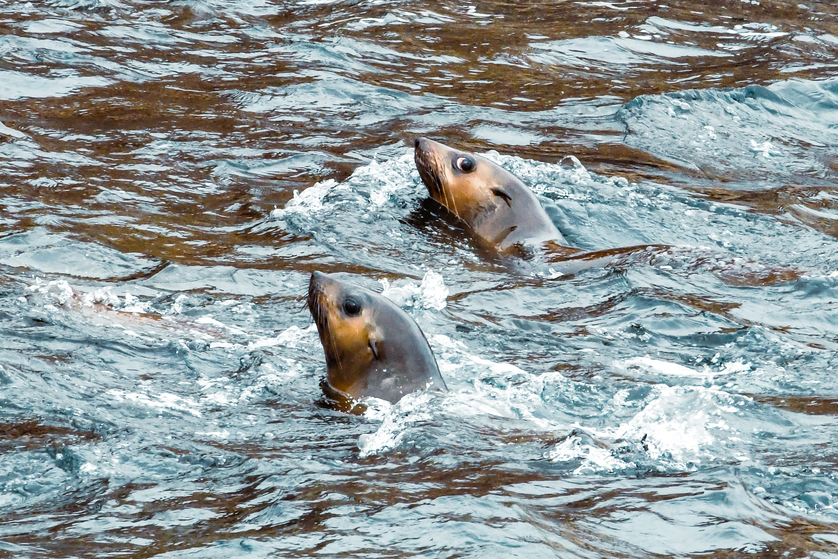 January 3 Ile des Phoques Fur Seals