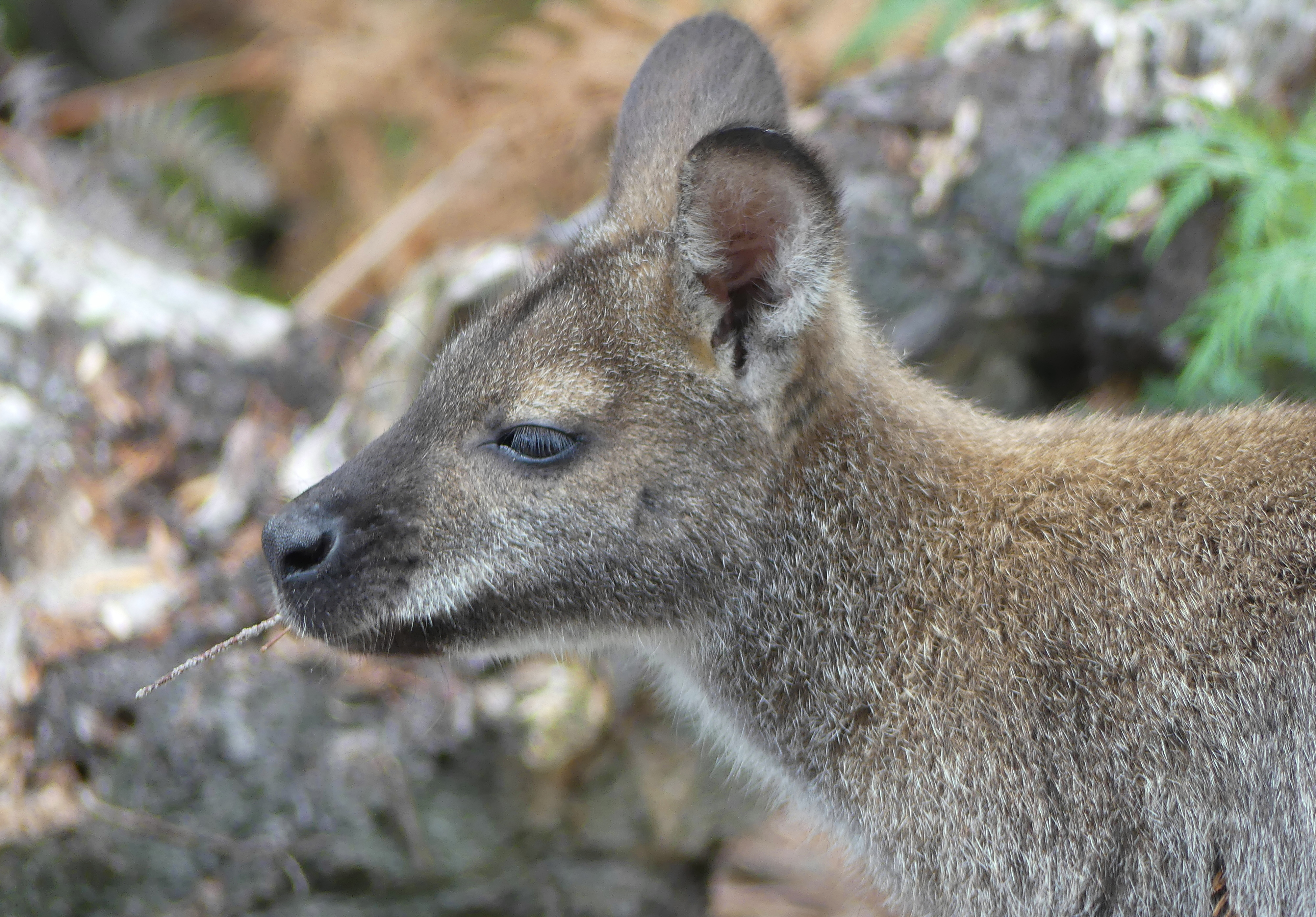 January 4 Wildlife spotting Freycinet Peninsula