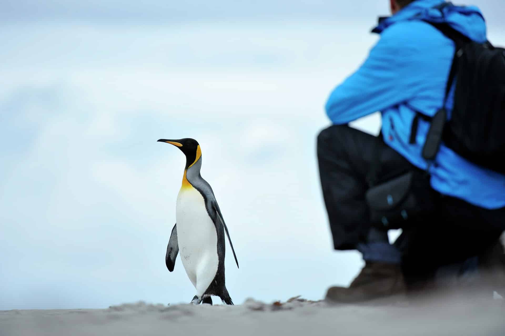 King penguin Bluff Cove Lagoon Falkland Islands HGR 14247 1920 Photo Theme Media