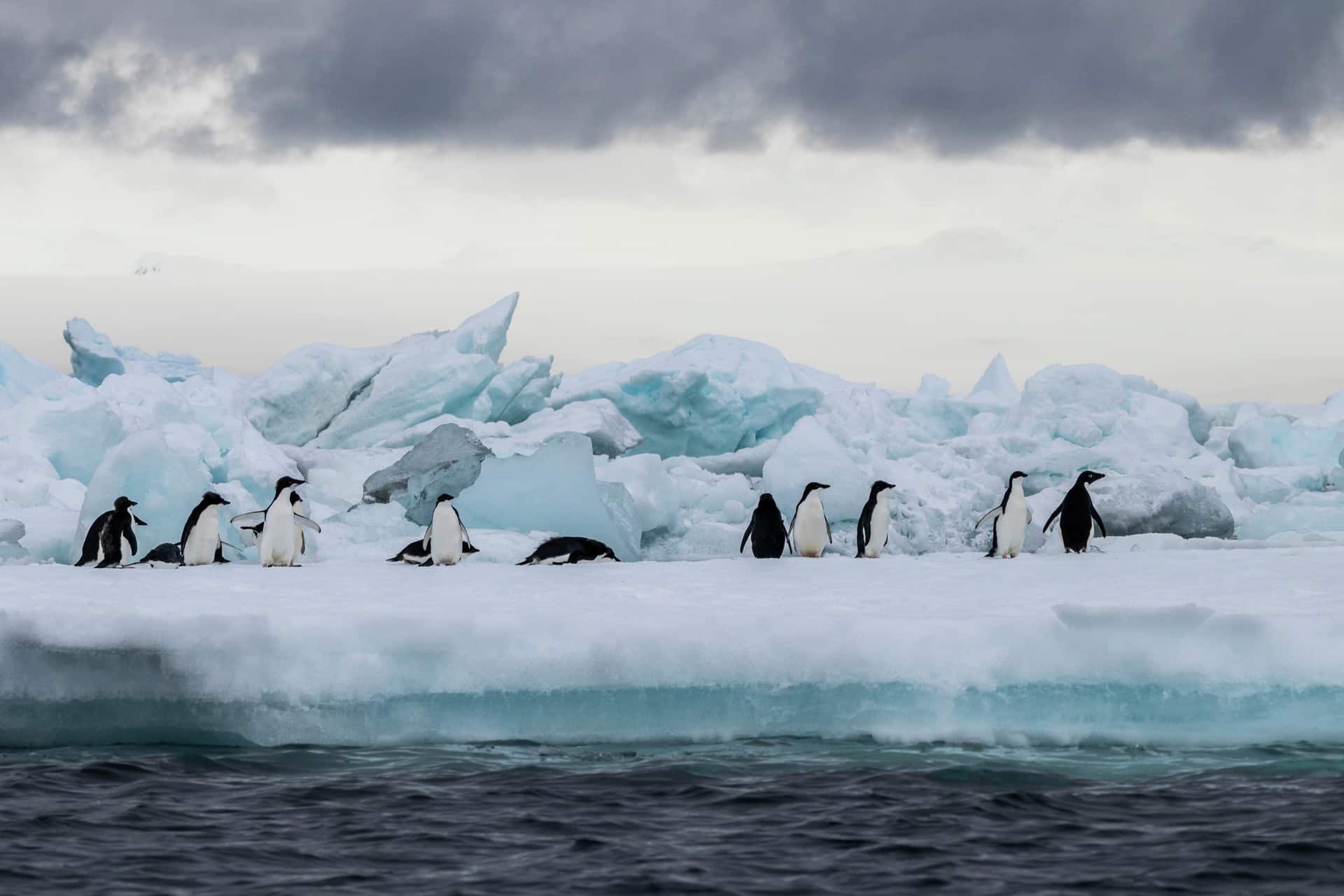 Penguins Brown Bluff Antarctica HGR 133455 1920 Photo Genna Roland