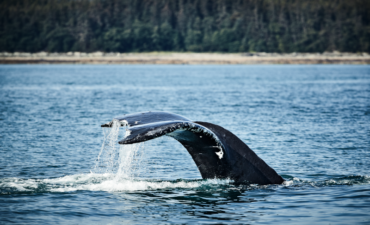 Discovery Princess, Alaska Cruise