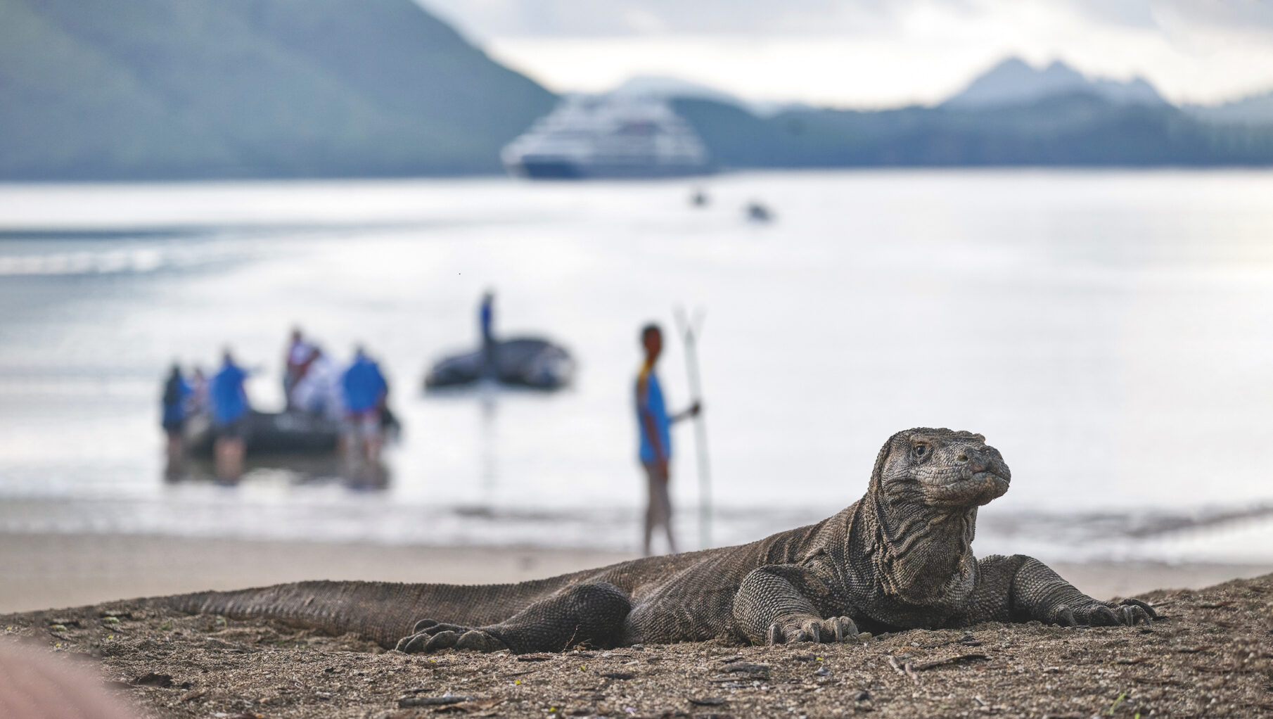 A Komodo Dragon in Komodo National Park, Indonesia with tourists in the background is part of the air cruise trend