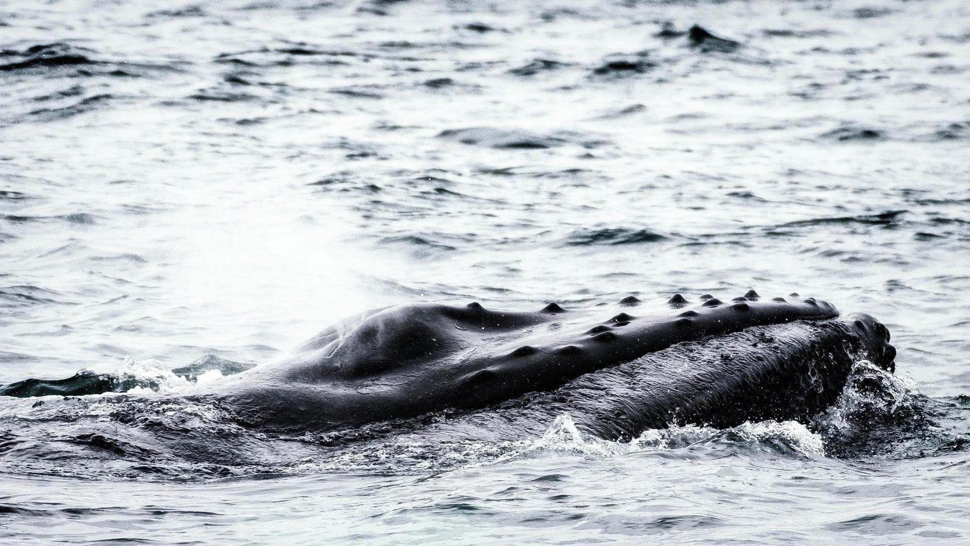 Grimsey Iceland HGR 118485 1920 Photo Karsten Bidstrup 2