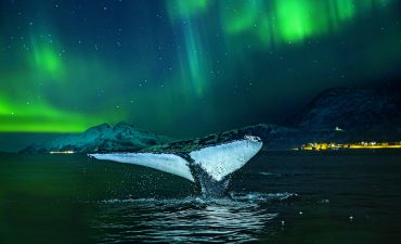 Cruise Norway all year round with Hurtigruten and celebrate