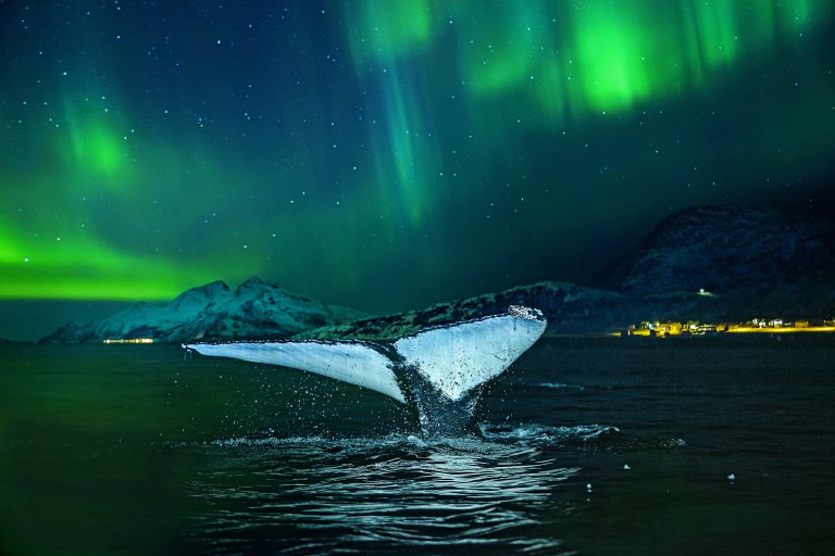 Cruise Norway all year round with Hurtigruten and celebrate
