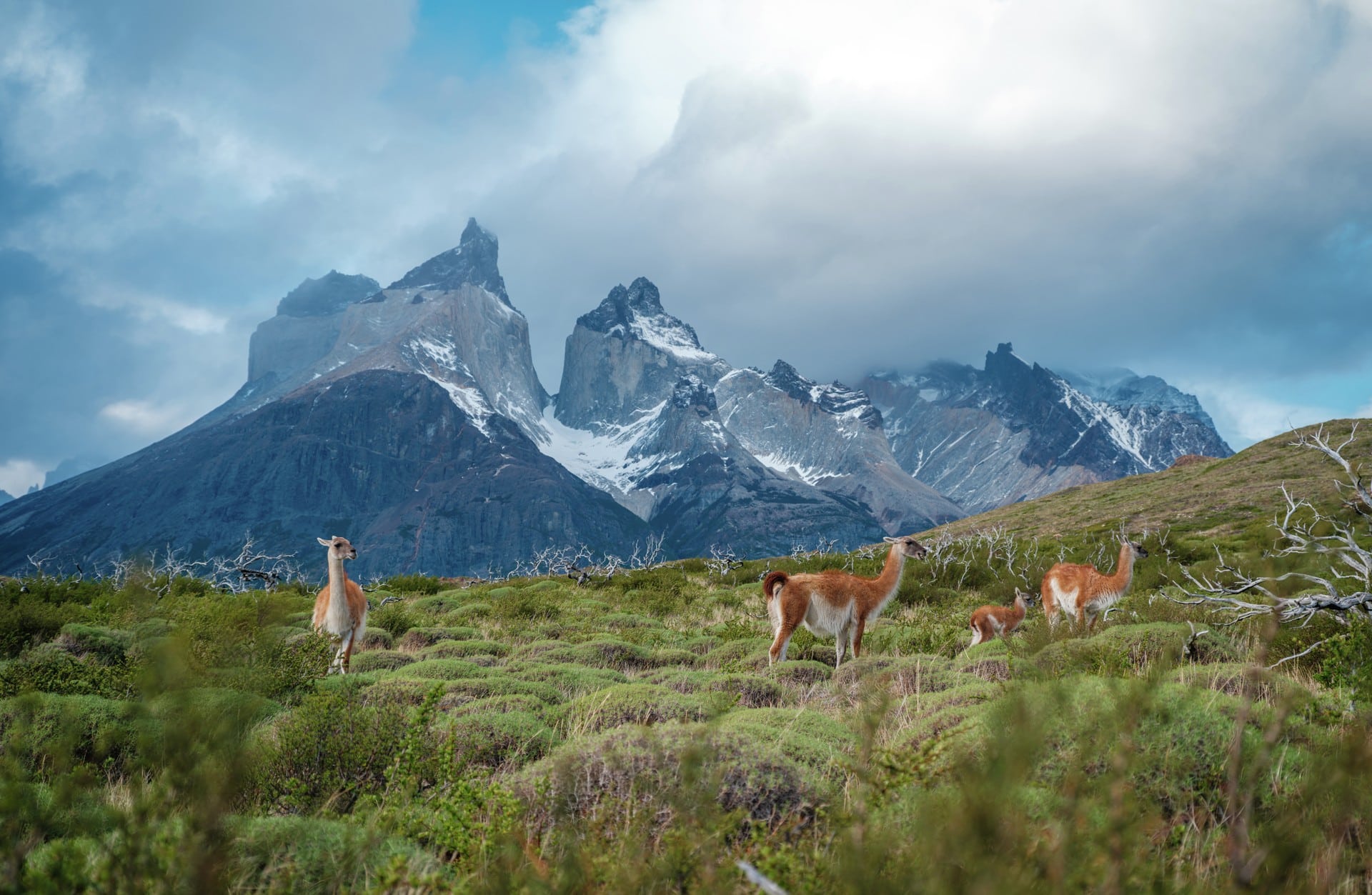 Patagonia Chile HGR 142150 1920 Photo Dan Avila
