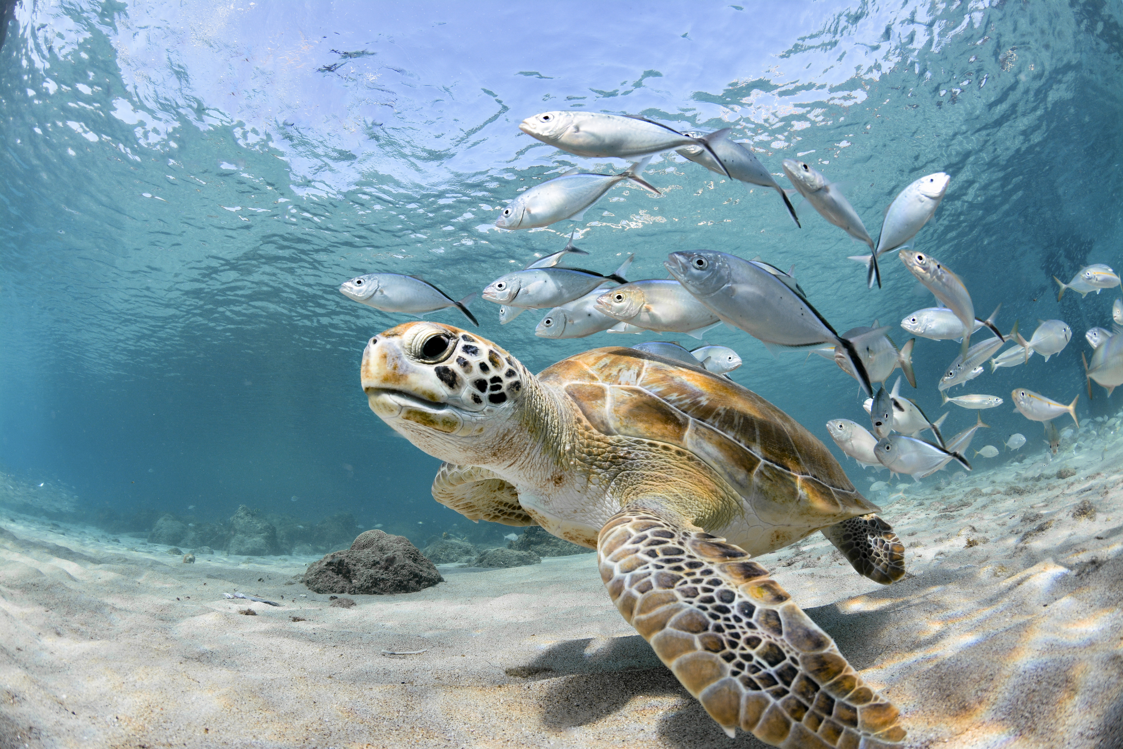 iStock 1170804921