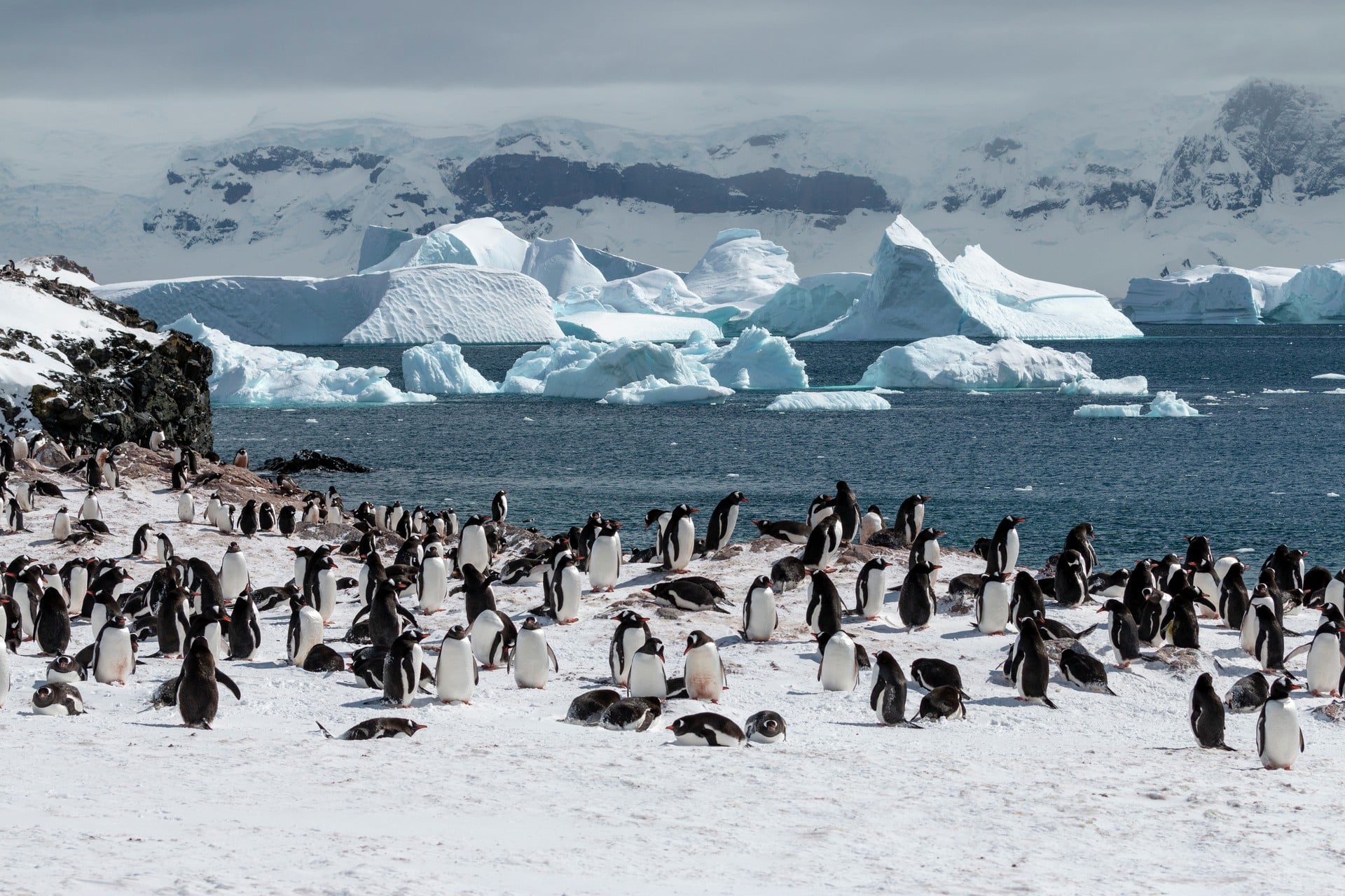 Cuverville Island Antarctica HGR 142036 1920 Photo Andrea Klaussner