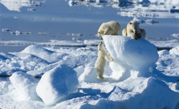 Polar bears and whales in the Arctic from $397 per day