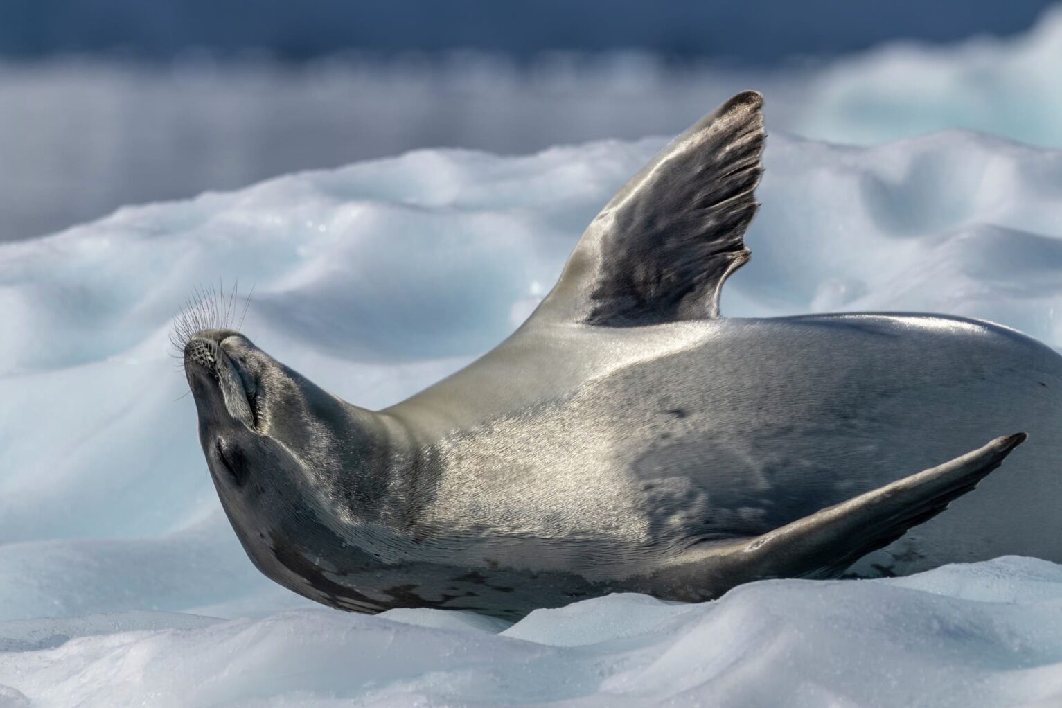 Penguins, seals and whales galore in Antarctica from as little as $666 per day