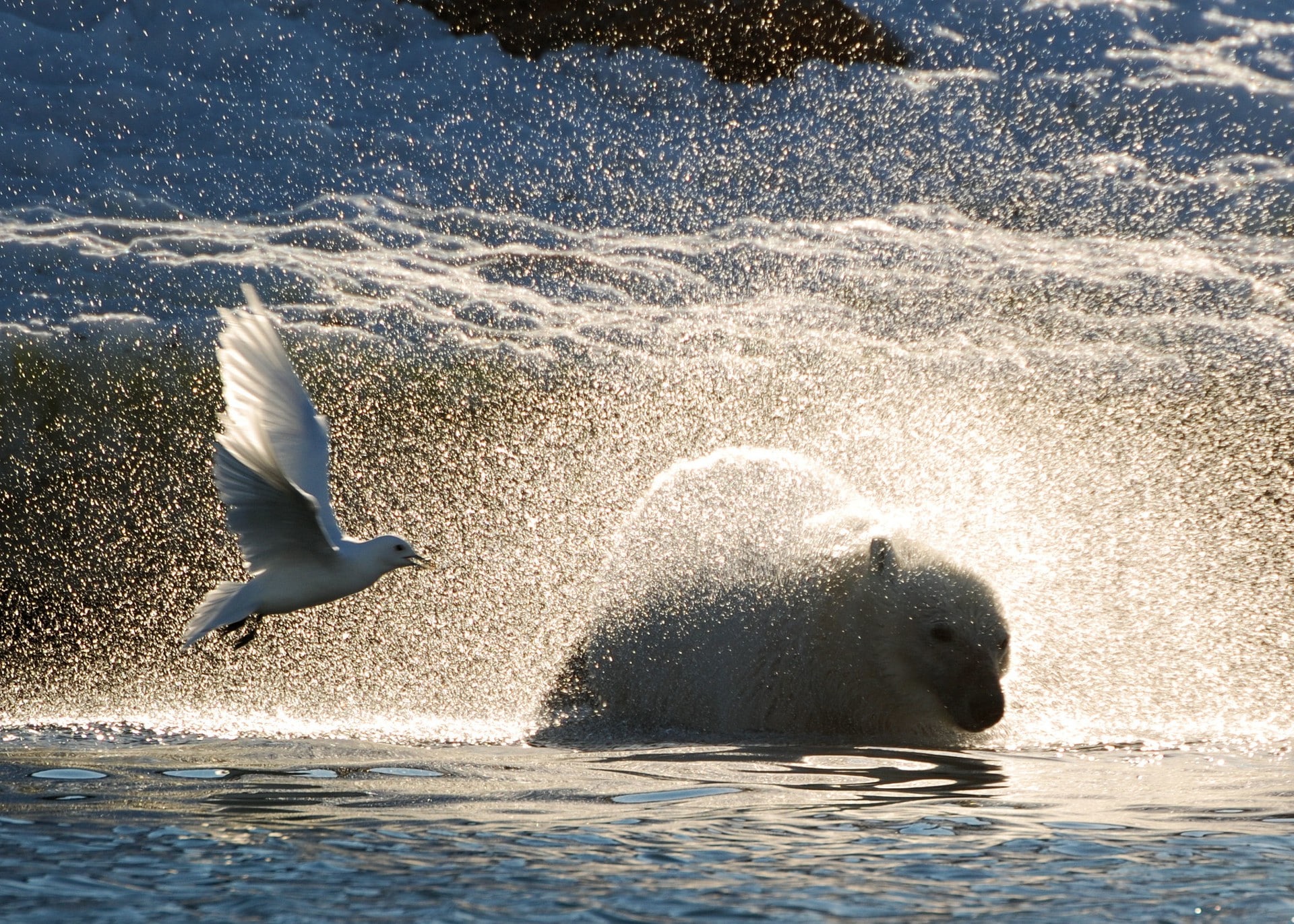 Polar bears Svalbard HGR 64914 1920 Photo Photo Competition