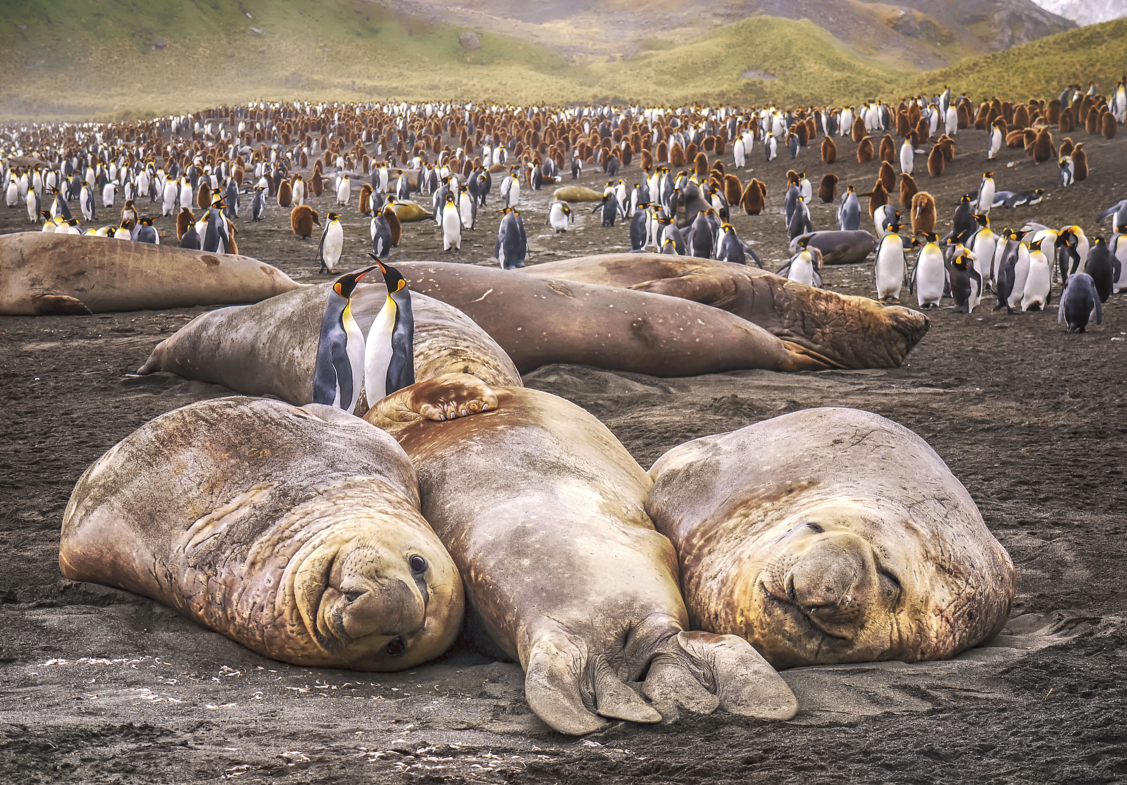 SE South Georgia Large elephant seals 001 1