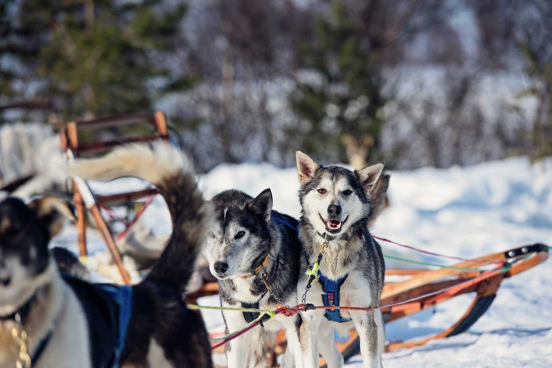 Dog sledding Coastal Expedition Norway HGR 136538 1920