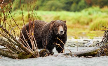 Save up to $3000 per cabin with Hurtigruten Expeditions' sale ending 31 July