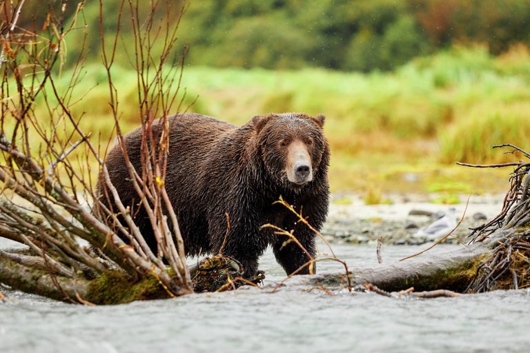 Save up to $3000 per cabin with Hurtigruten Expeditions' sale ending 31 July