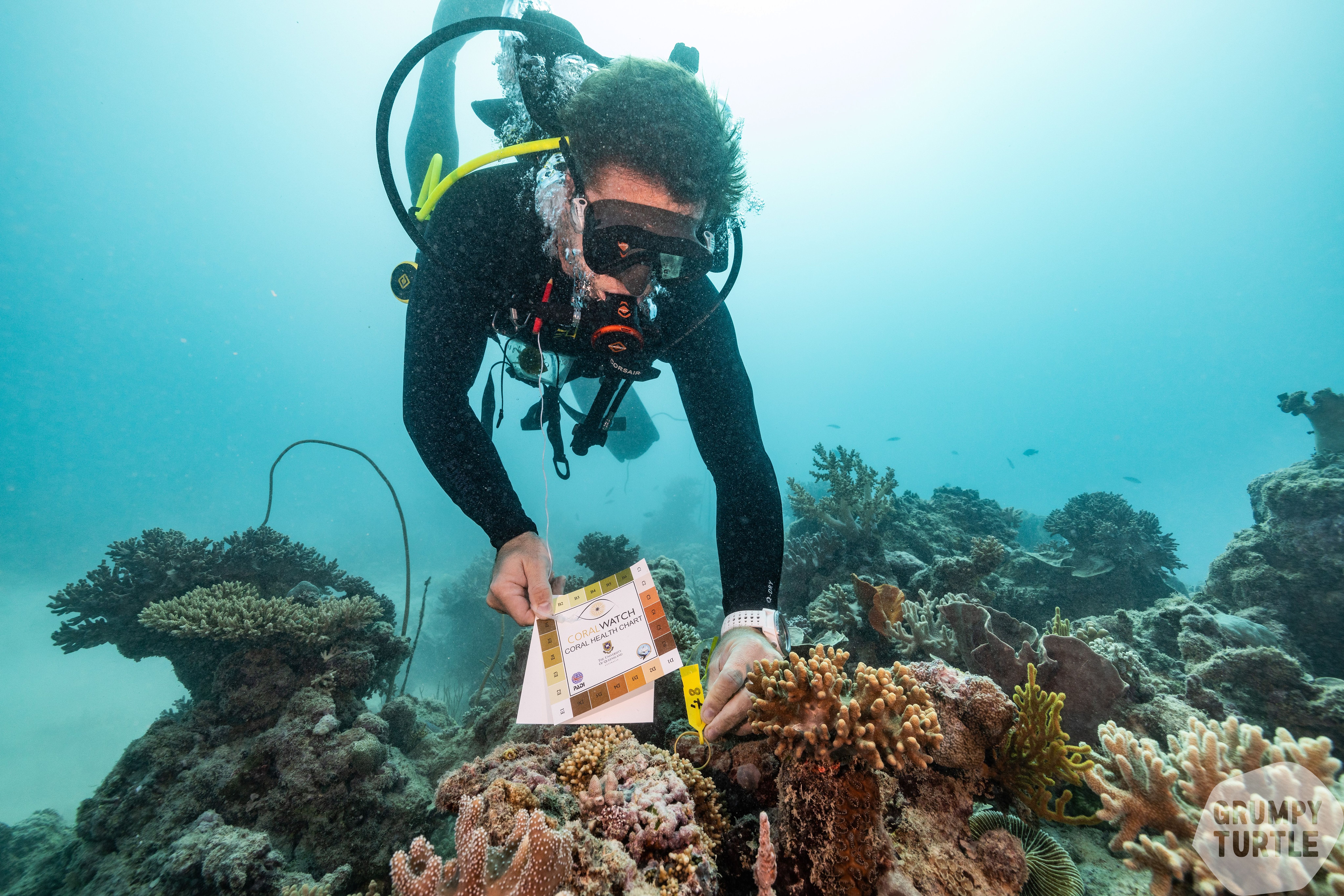 GBR Legacy Citizen Science Woody Spark Grumpy Turtle 29