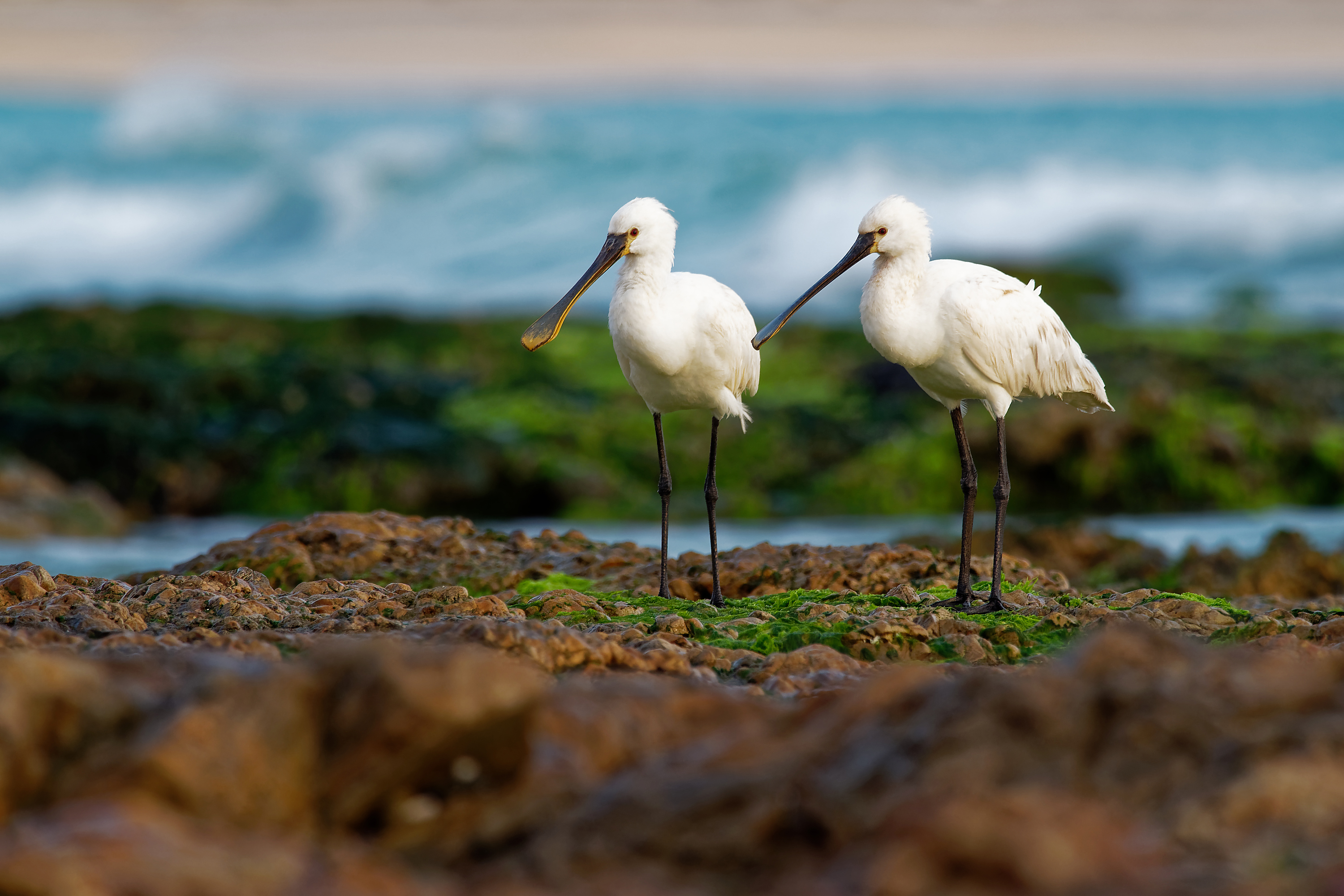 Cape Verde Islands Eurasian Spoonbill ©phototrip GettyImages