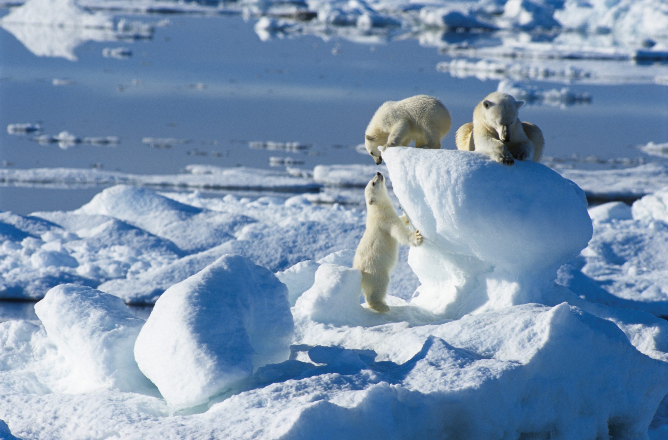 Почему арктическое лето холодное