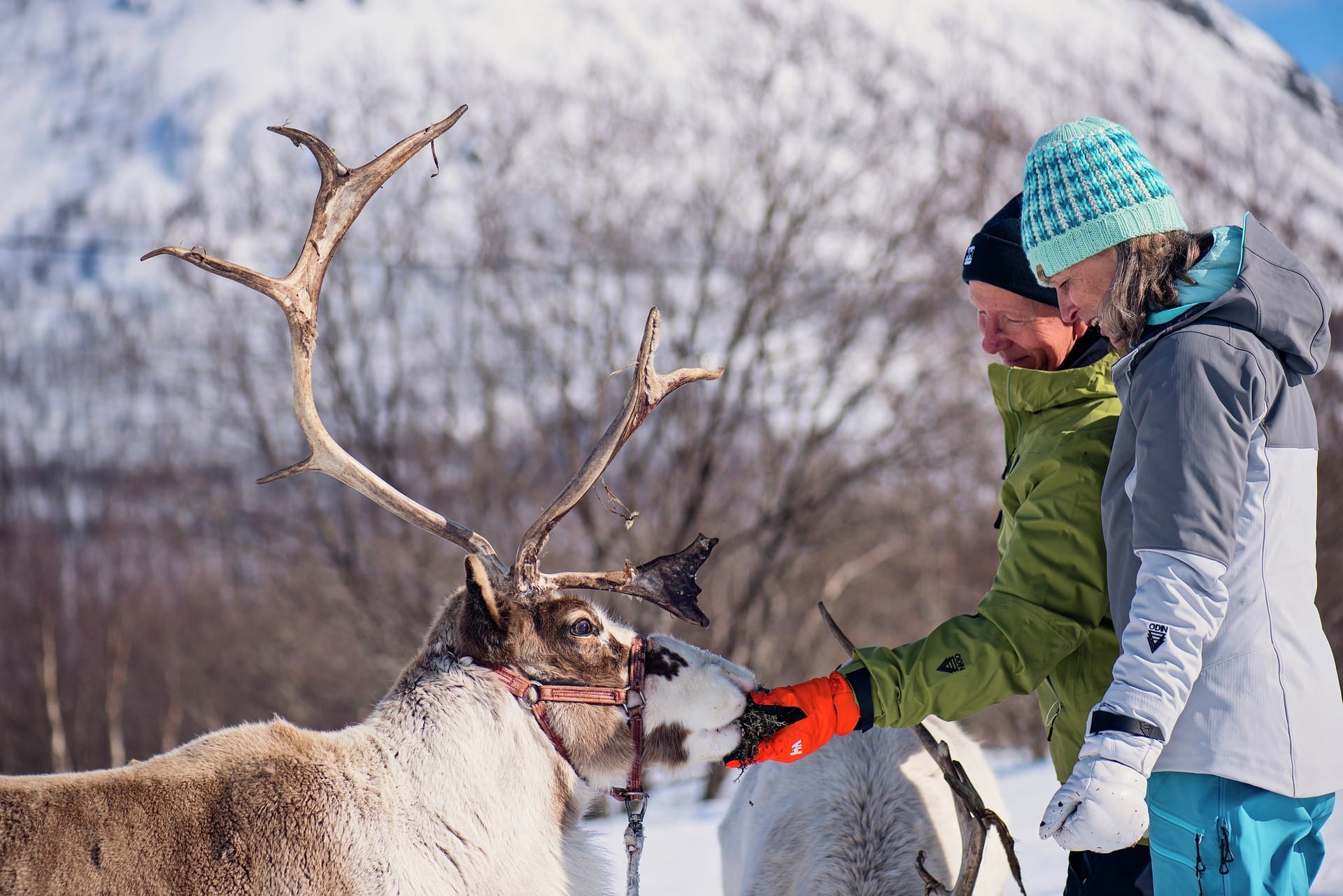 Reindeer sledding Coastal Expedition Norway HGR 136586 1920