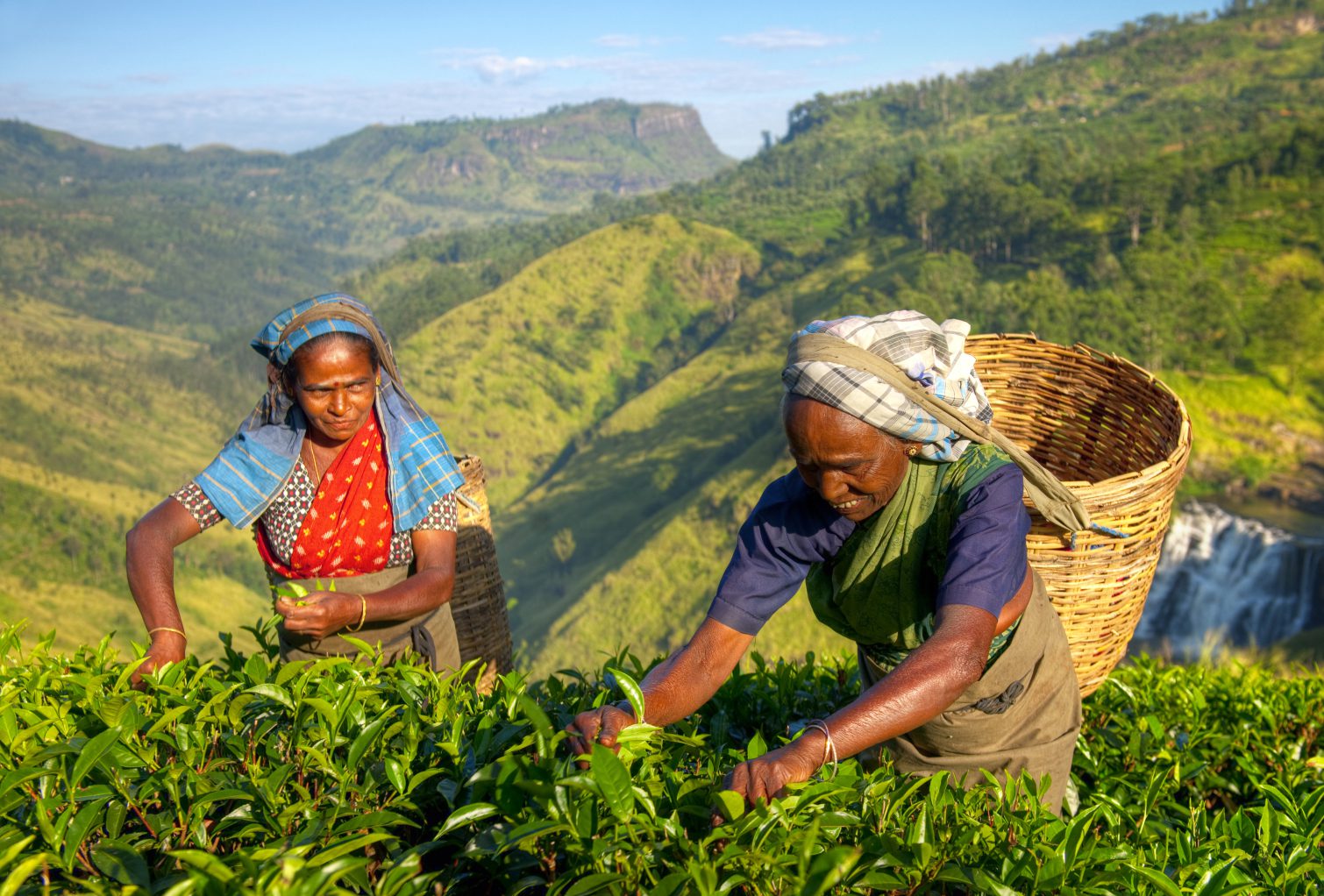 Tea plantation in Colombo