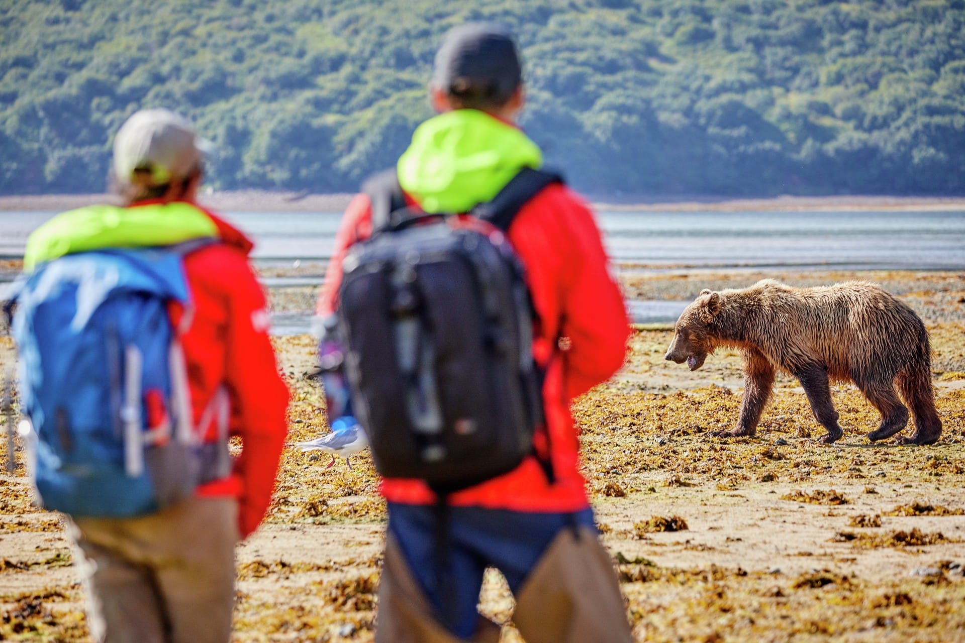 Katmai NP Alaska HGR 145317 1920 Photo Ashton Ray Hansen
