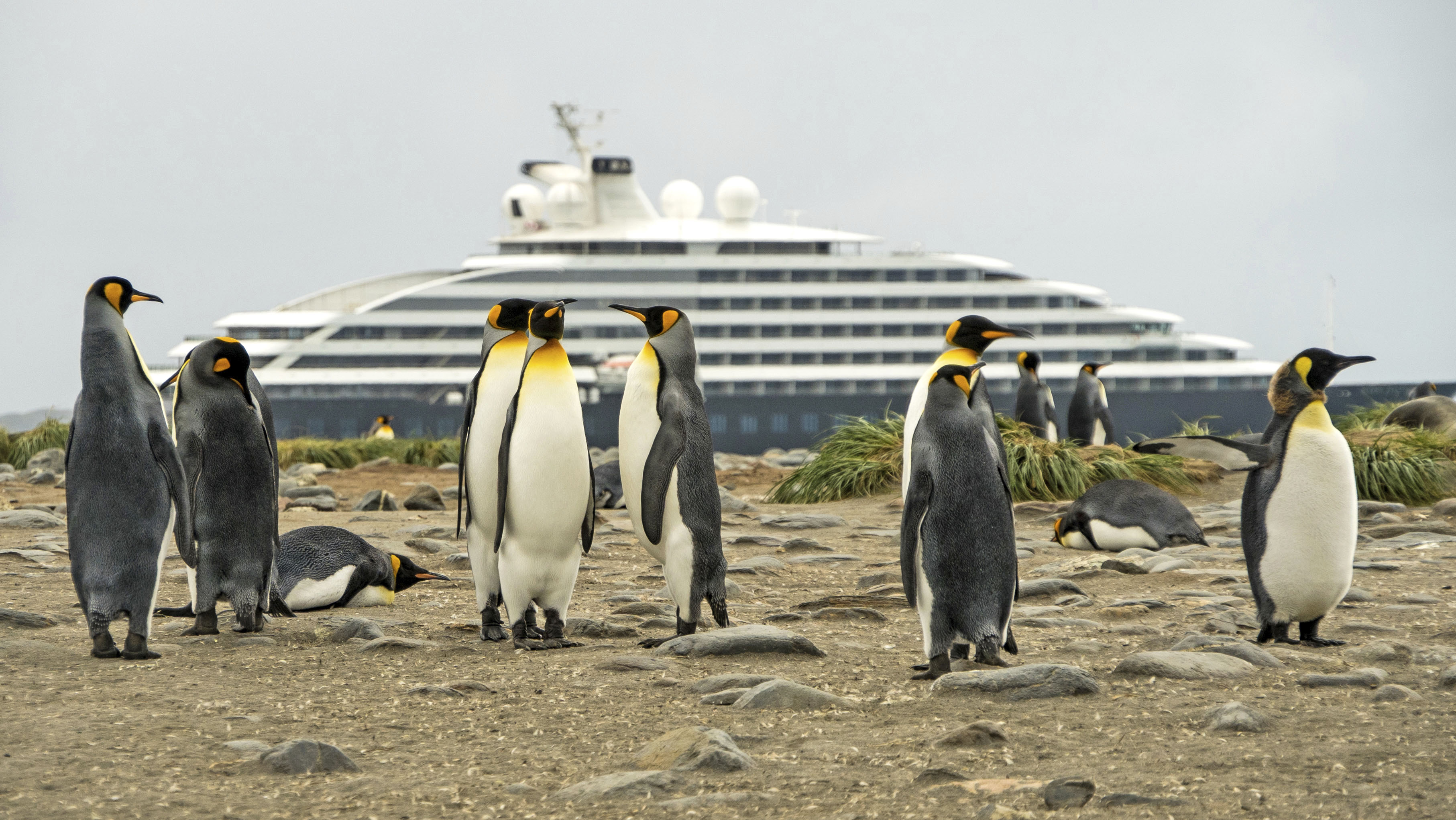 SE Falklands King Penguins Niko Paulin 002