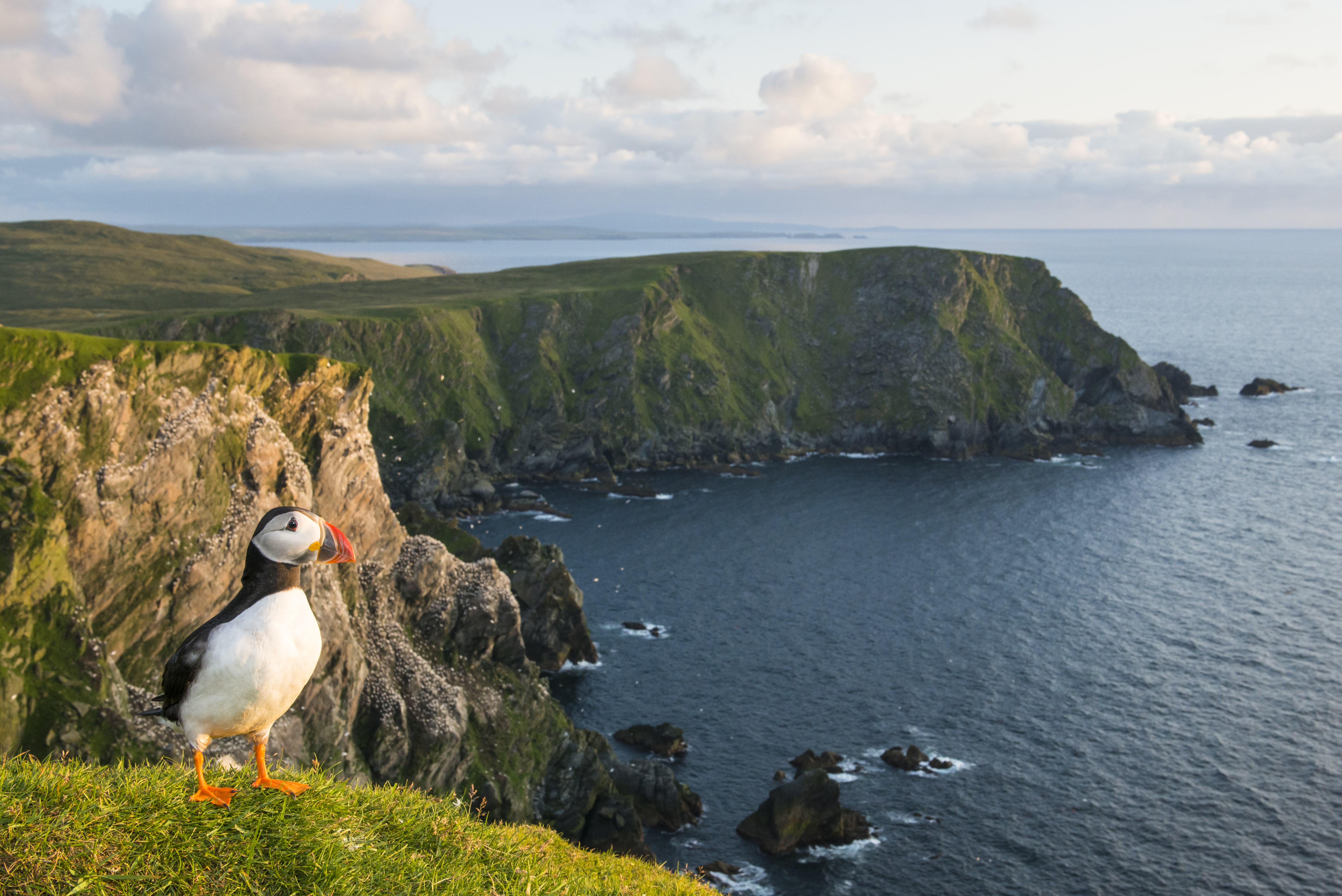 Scotland Shetland Islands Hermaness Nature Reserve Atlantic Puffin at clifftop edge ©James Warwick GettyImages 599365999