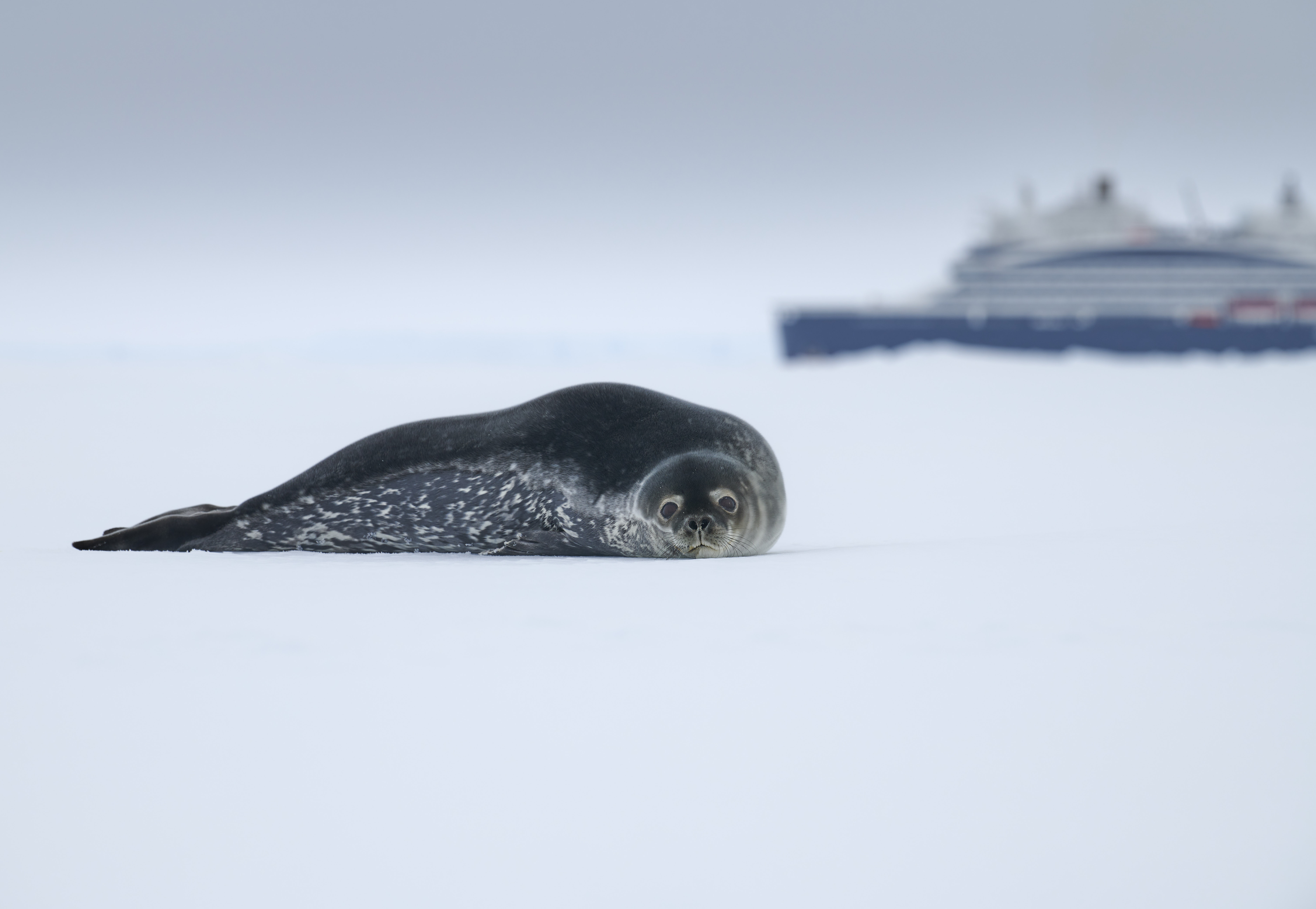 21Dec19h49m59s Charcot Island ©MLouagie LOU 1845