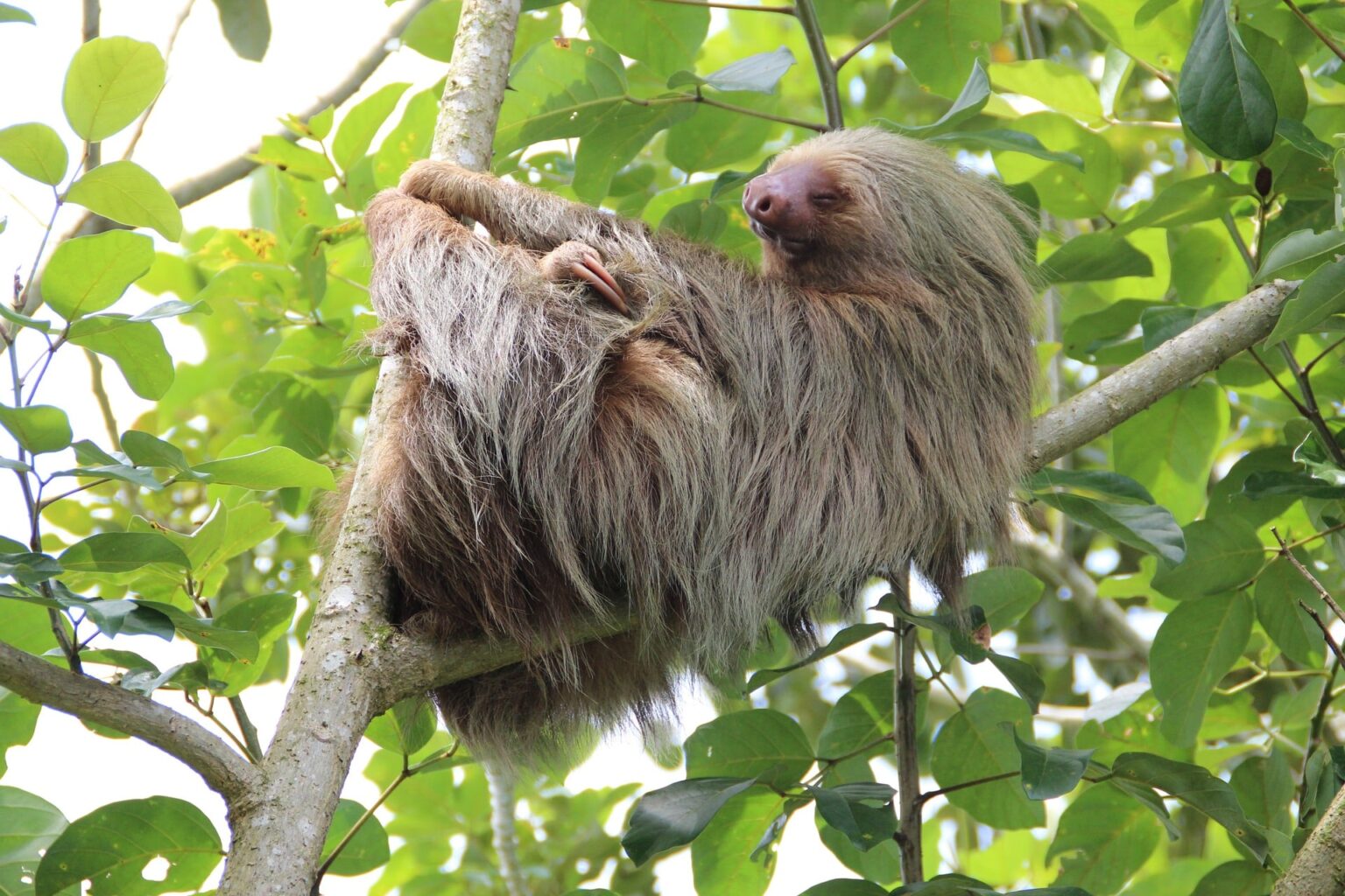 Luxury line Regent Seven Seas launches amazing list of eco shore excursions