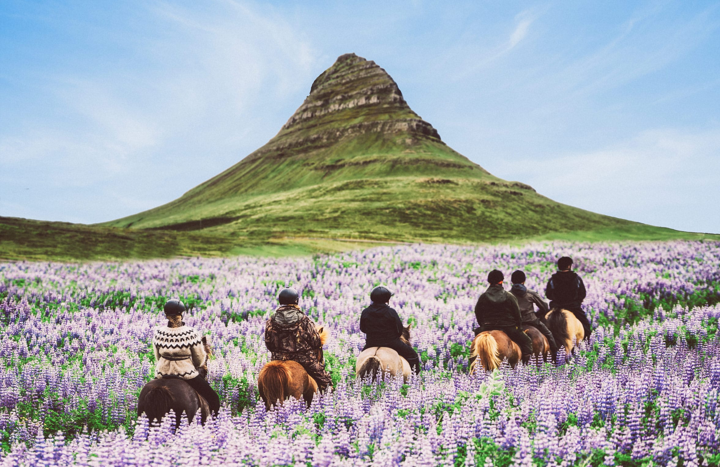 Horses