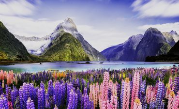 Go on a cruise holiday onboard Westerdam to New Zealand for as little as $119 per person per night saving up to $1300* per couple