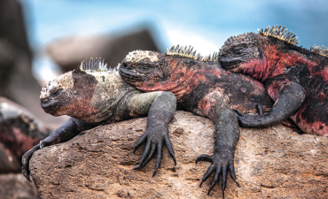 Origin of the species in the Galapagos Islands