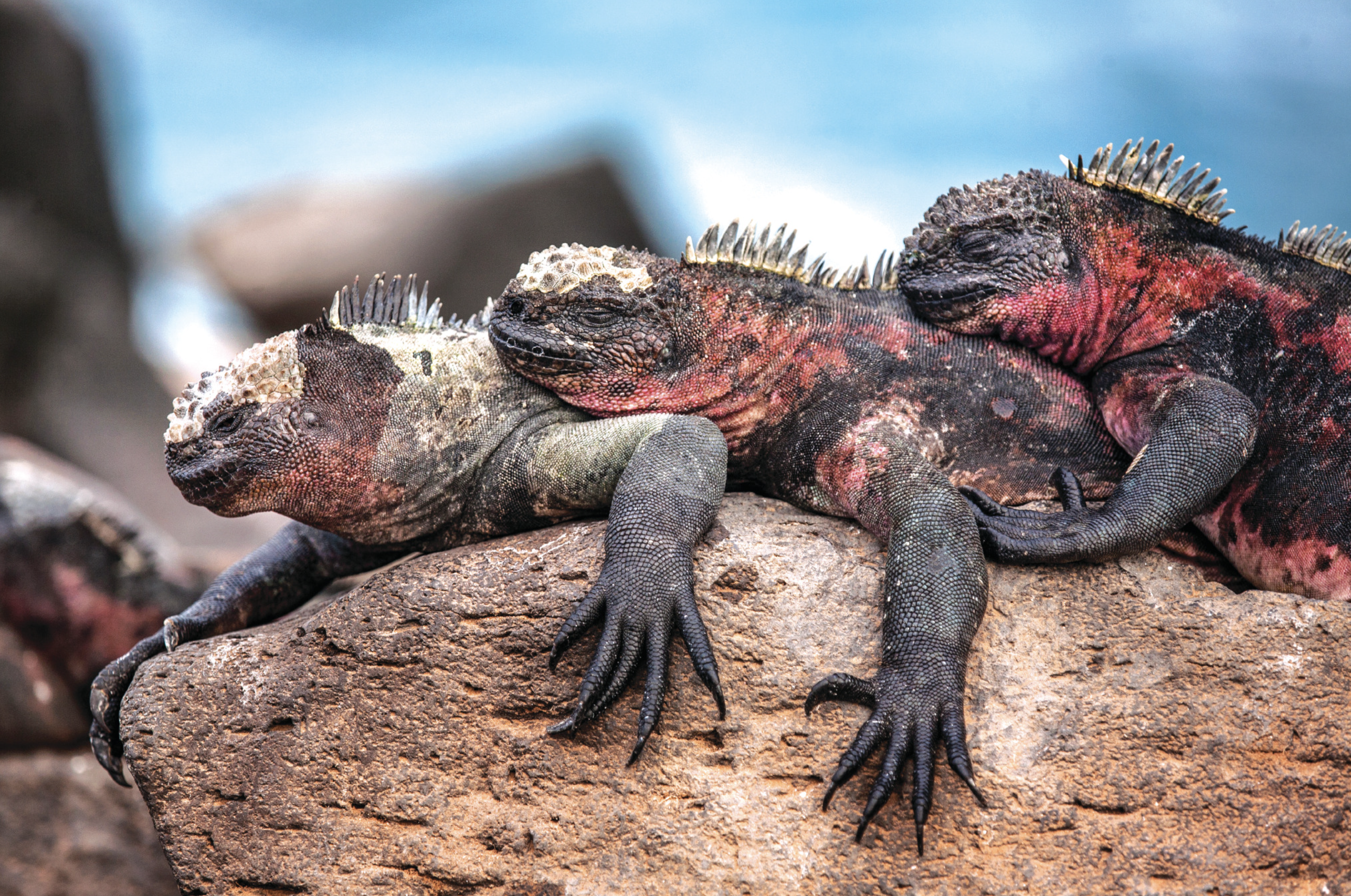 Origin of the species in the Galapagos Islands