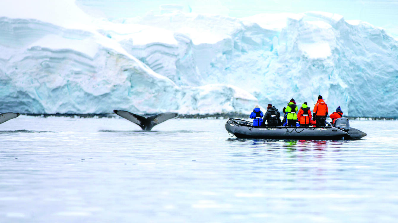 antartica whale