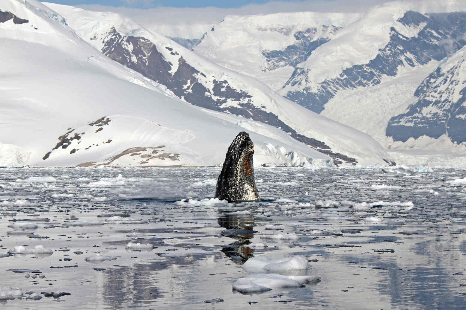 humpback whale antartica
