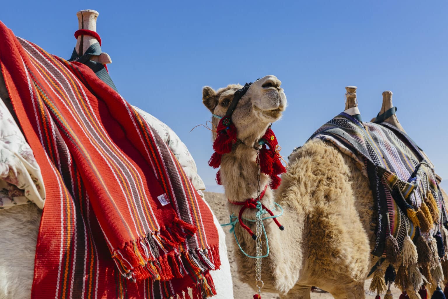 camels | six senses