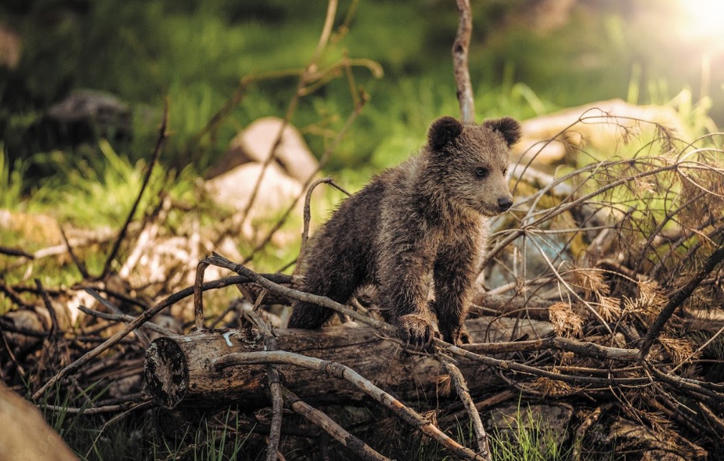 bear spotted