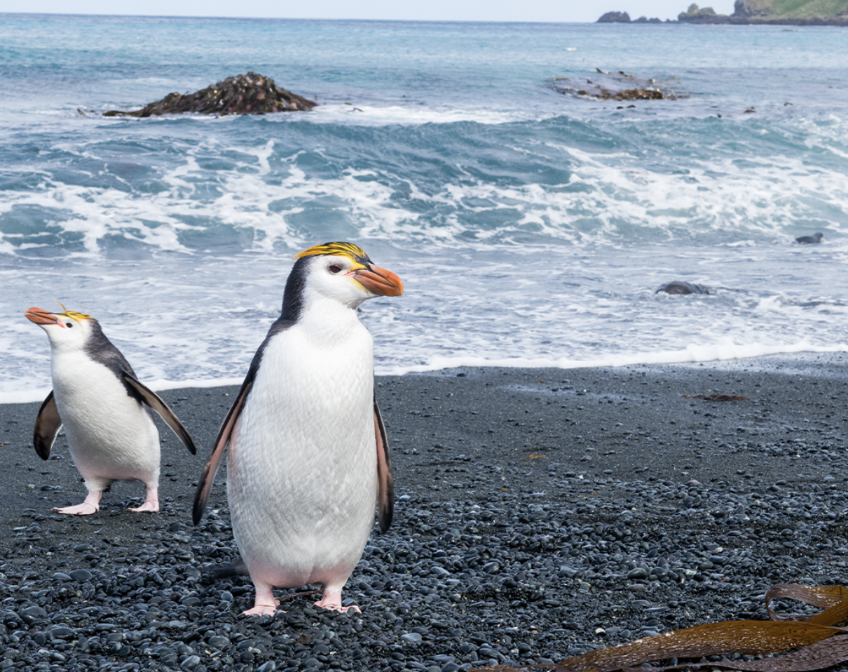 Coral Expeditions set to make its first visit to the Sub-Antarctic