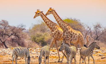 NCL Africa Cruises