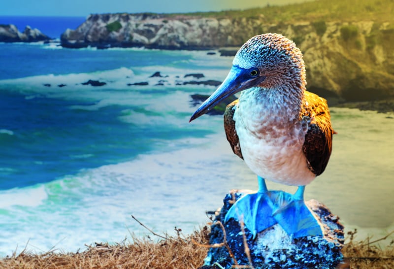 low 1643909882 Galapagos Blue footed boobie