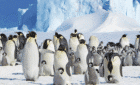 Penguins in Antarctica