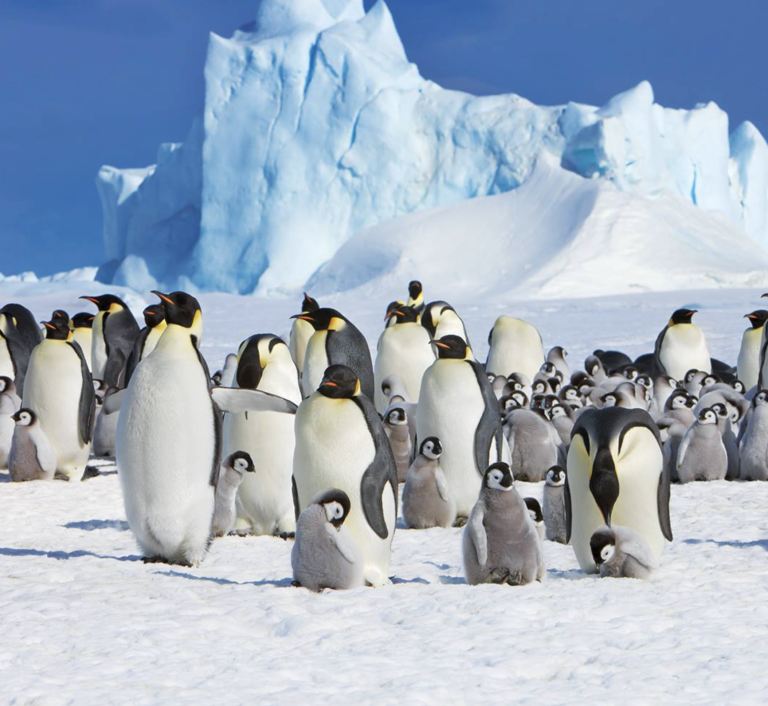 Penguins in Antarctica