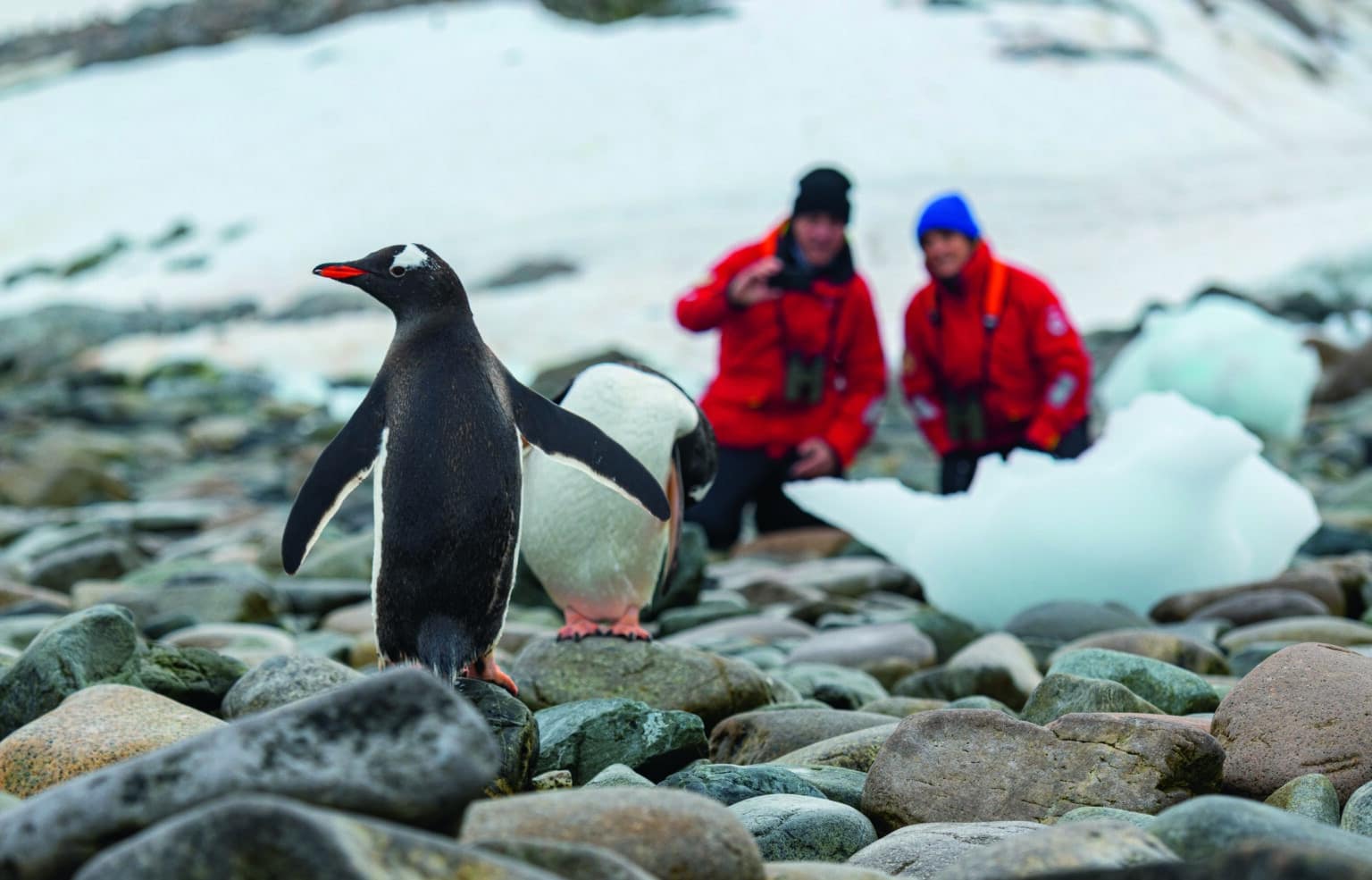 Couple Penguin on rocks