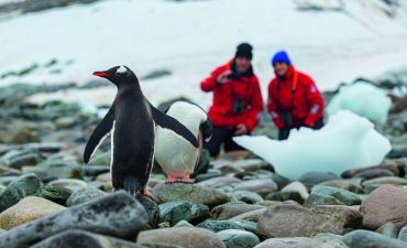 Couple Penguin on rocks