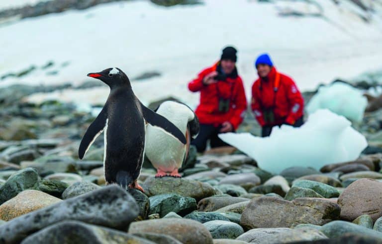 Couple Penguin on rocks